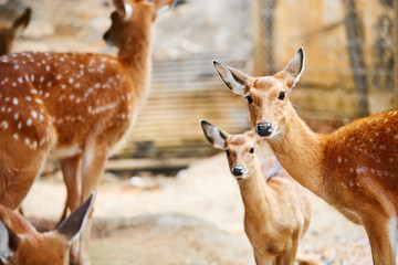 Animals. Closeup Head Portrait Of Beautiful Spotted Fallow Sika Deer In The Zoo, Looking In Camera. Travel To Thailand, Asia Tourism. 