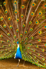 Naklejka premium Birds, Animals. Closeup Portrait Of Bright Colorful Male Peacock With Expanded Feathers. Travel To Thailand, Asia. Tourism. 