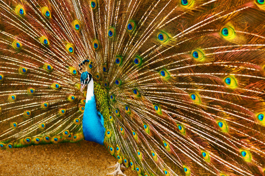 Fototapeta Birds, Animals. Closeup Portrait Of Bright Colorful Male Peacock With Expanded Feathers. Travel To Thailand, Asia. Tourism. 
