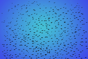 Flock bird in bright blue sky