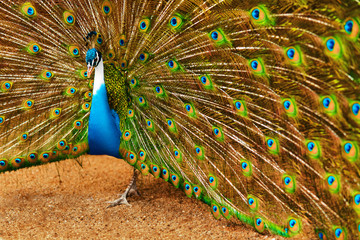 Obraz premium Birds, Animals. Closeup Portrait Of Bright Colorful Male Peacock With Expanded Feathers. Travel To Thailand, Asia. Tourism. 