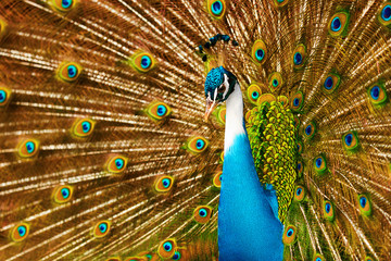 Obraz premium Birds, Animals. Closeup Portrait Of Bright Colorful Male Peacock With Expanded Feathers. Travel To Thailand, Asia. Tourism. 