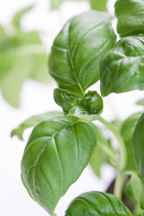 Fresh green Italian basil on a white background. Closeup, selective focus.