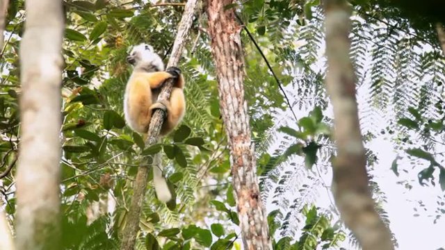 Static view of lemur gripping onto a small tree in the jungle.