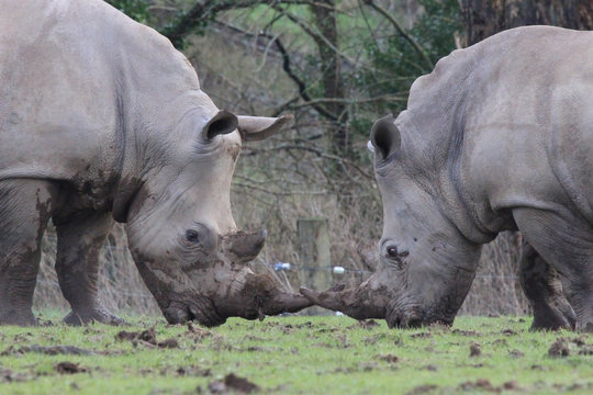 Fighting Rhinoceros