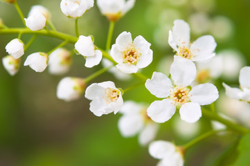 White flowers of cherry blossoms on spring day