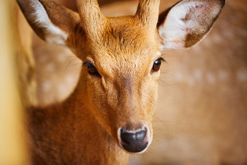 Animals. Closeup Head Portrait Of Beautiful Spotted Fallow Sika Deer In The Zoo, Looking In Camera. Travel To Thailand, Asia Tourism. 