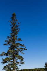 Maine Fir Rising Into Blue Sky