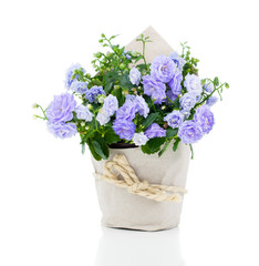 blue Campanula terry flowers in paper packaging, on a white back