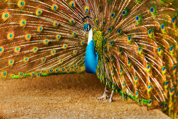Obraz premium Birds Of Thailand. Closeup Of Beautiful Bright Colorful Peacock With Feathers Out. Animals Of Asia. Travel And Tourism. 