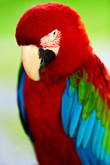 Birds, Animals. Closeup Portrait Of Bright Colorful Green-winged Red Scarlet Macaw Parrot Sitting On Branch. Travel To Thailand, Asia. Tourism. 