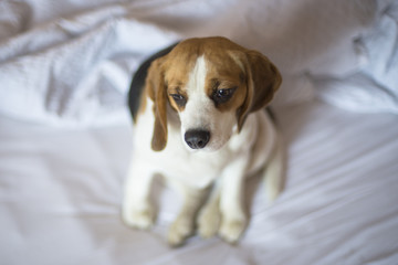 Sad tricolor beagle dog sitting on unmade bed