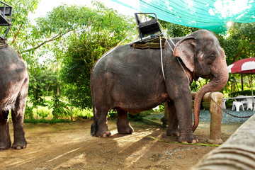 Fototapeta premium Animals In Thailand. Group Of Thai Elephants With Ride Saddles In Elephant Camp. Travel Asia, Tourism. 