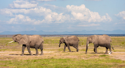 Elefanti africani