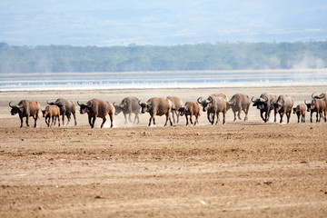 Bufali migrazione