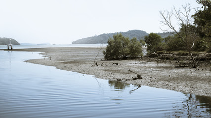 mangrove trees in phuket thailand sea