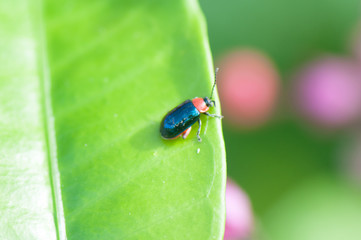 red and blue beetle