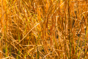 Fototapeta premium rice