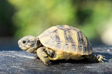 Jeune tortue à carapace jaune de profil
