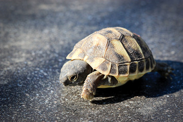 Jeune tortue avançant sur du granit