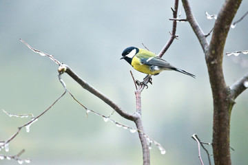 titmouse in a frost