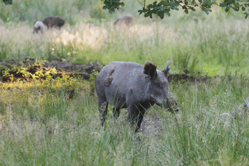 Wild boar or Eurasian wild pig during molting in wildlife