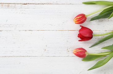 Tulpen