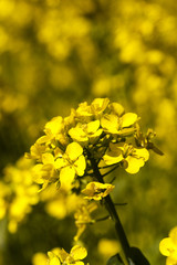 Flower of rape  