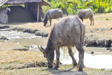 buffalos on the farm