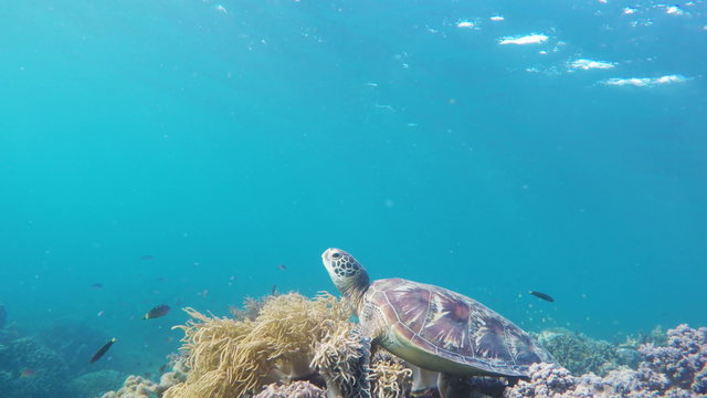 Sea turtle in the tropical sea