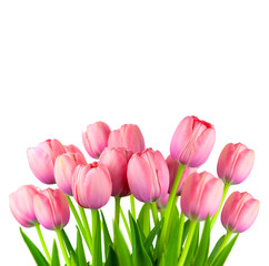 Border of Fresh Pink Tulips,  fresh flowers  isolated on white