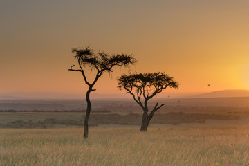 Plakat Acacia africana al tramonto