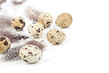 quail eggs with feather on white background