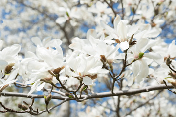 Blooming magnolia 