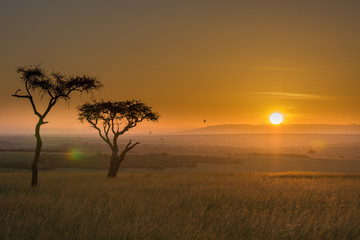 Fototapeta na wymiar Acacia africana al tramonto