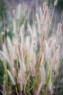 Grass Flowers in Winter, selective focus