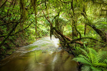 Obraz premium Strumień lasu deszczowego