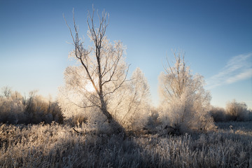 Frosty morning