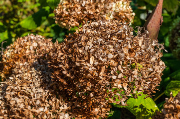 im Garten - Hortensien  verblüt.