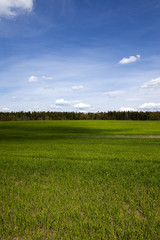 Agriculture. cereals. Spring 