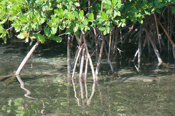 Mangroves