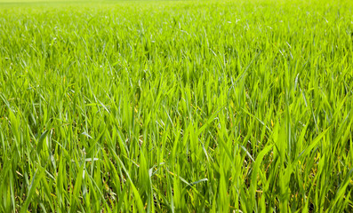 green field with cereal  