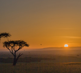 Fototapeta na wymiar Acacia africana al tramonto
