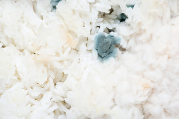 Moldy rice, Fungi on rice in pot, uneatable it's dangerous