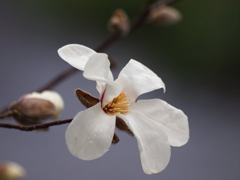 白木蓮の咲くせせらぎの小径