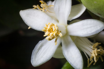 Fototapeta premium eggplant flower