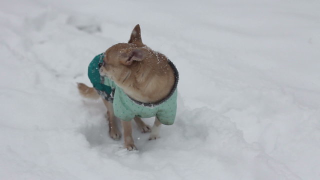 chihuahua at winter day shaking from the cold