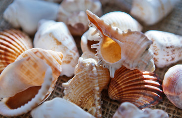 Image of different seashell on a table closeup