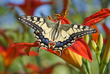 Close up of Papilio Machaon papillon assis sur une fleur