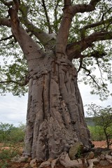 Fototapeta na wymiar Stamm eines Baobab 